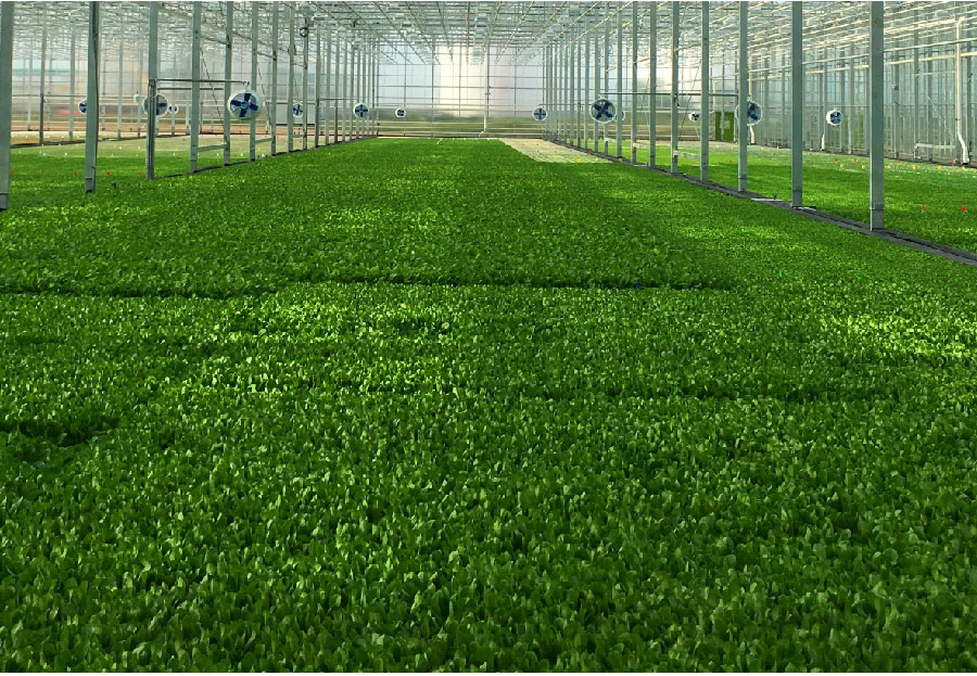 Sustainable Food Greenhouse