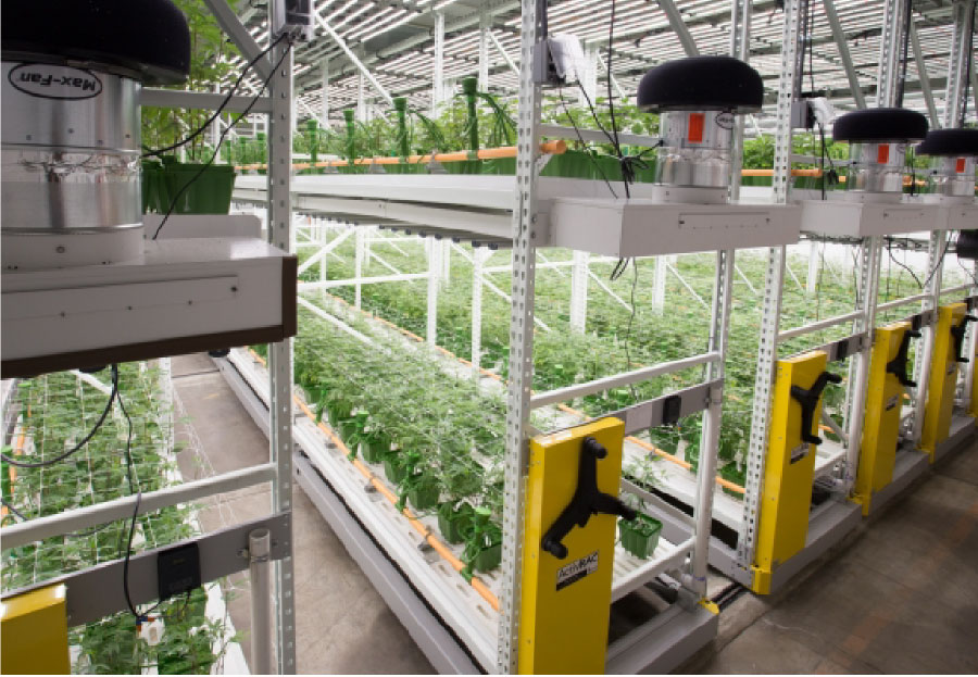 CAMP Cannabis Cultivation