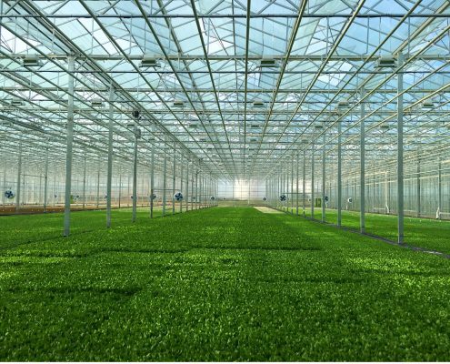 Lettuce Cultivation Facility