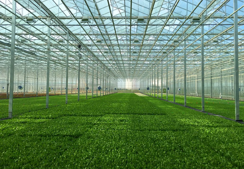 Hydroponic Greenhouse